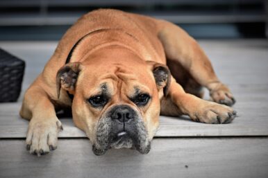 Warum riechen Hunde am Schritt und schnuppern uns an?