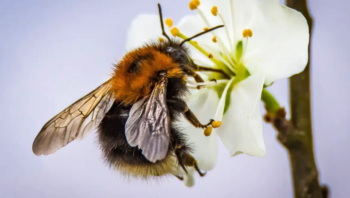 Hummeln fliegen dank ihrer speziellen Flugtechnik und Flügel