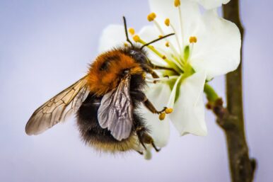 Hummeln fliegen dank ihrer speziellen Flugtechnik und Flügel