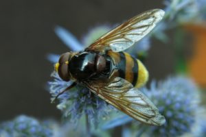 Eine Nahaufnahme der Hummelflügel, die der Aerodynamik trotzen