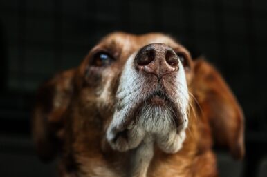 Hunde heulen vor allem zum Zwecke der gegenseitigen Kommunikation