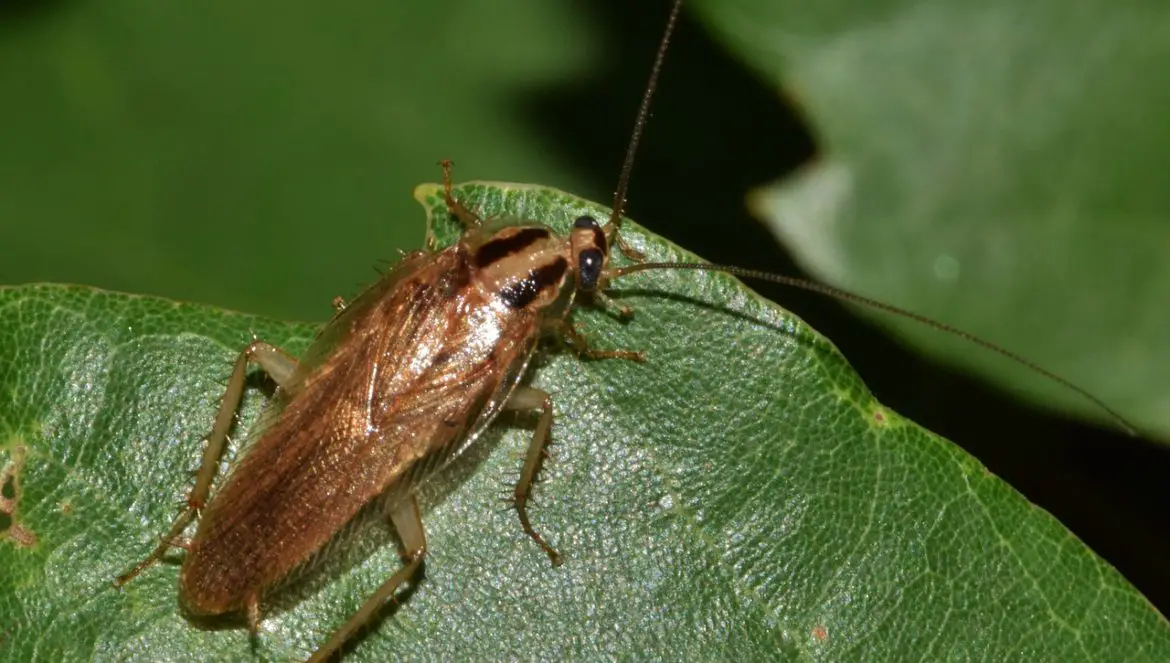 Kakerlaken sind widerstandsfähiger als die meisten anderen Lebewesen