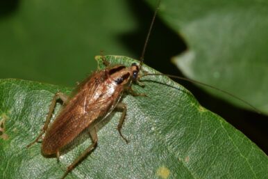 Kakerlaken sind widerstandsfähiger als die meisten anderen Lebewesen