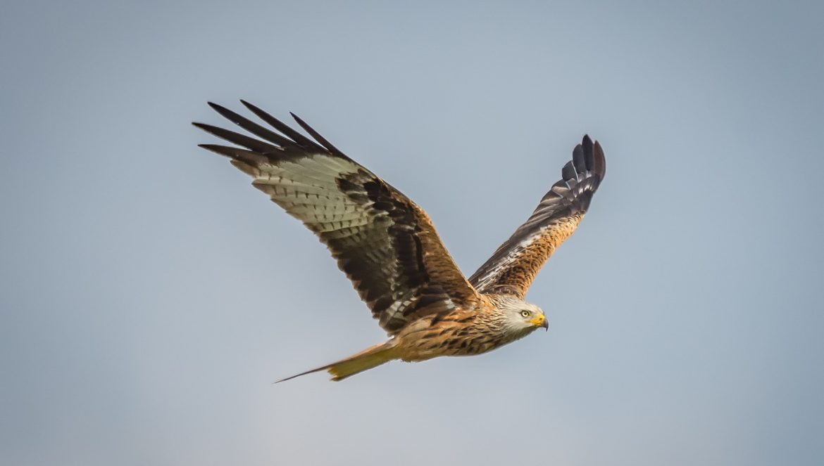 Vögel fliegen ganz unbeschwert durch die Lüfte