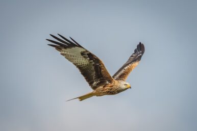 Vögel fliegen ganz unbeschwert durch die Lüfte