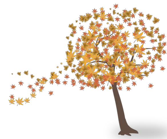 Warum werden die Blätter bunt im Herbst? - einfach erklärt