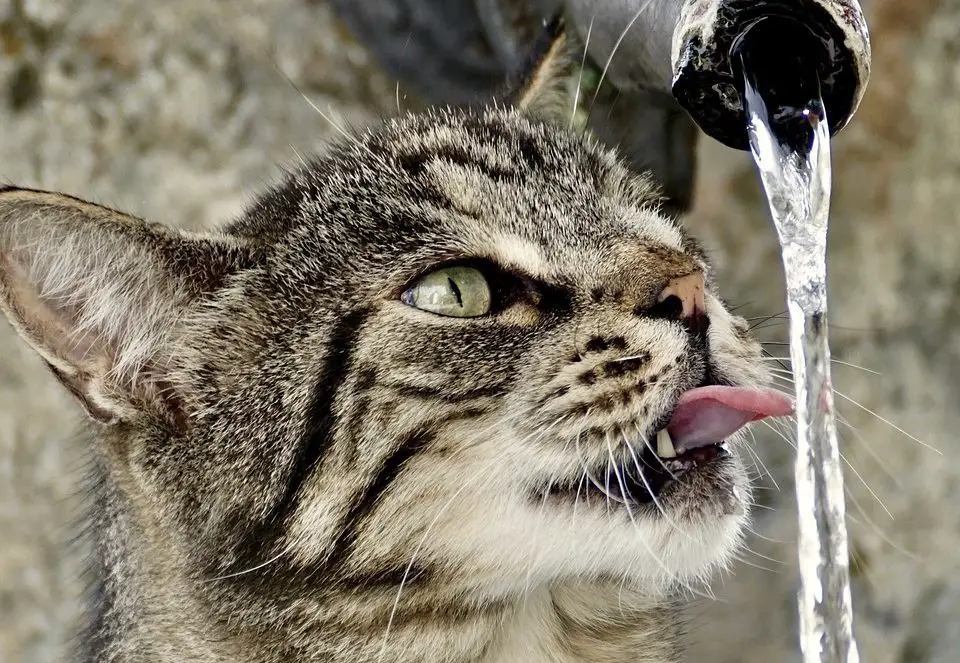 Katze scheuen Wasser, trinken es jedoch