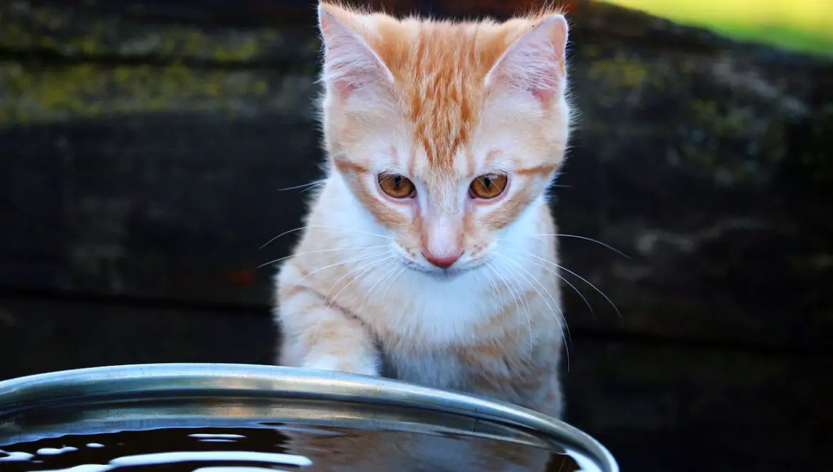Die Antwort auf die Frage Warum mögen Katzen kein Wasser