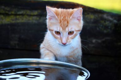 Die Antwort auf die Frage Warum hassen Katzen Wasser