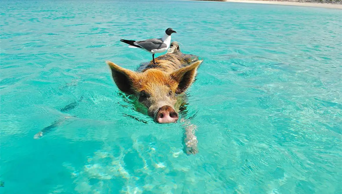 Wortherkunft der Redewendung Schwein gehabt erklärt