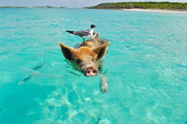 Wortherkunft der Redewendung Schwein gehabt erklärt