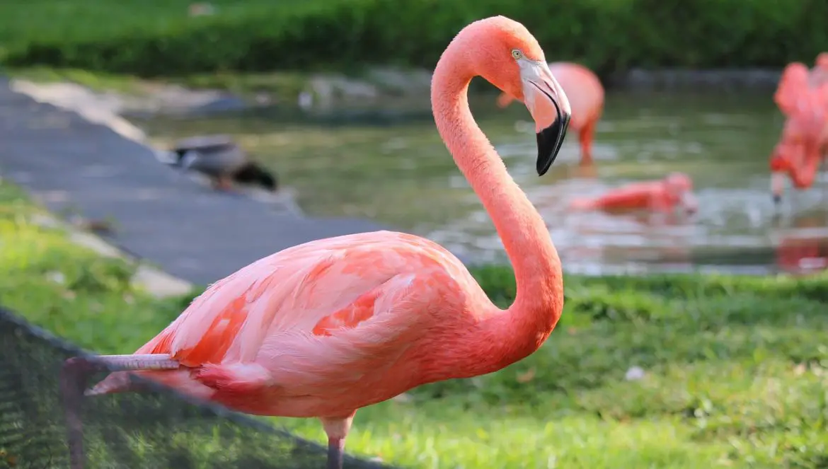 Wieso sind flamingos rosa