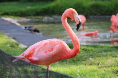 Warum Flamingos rosa sind erklärt