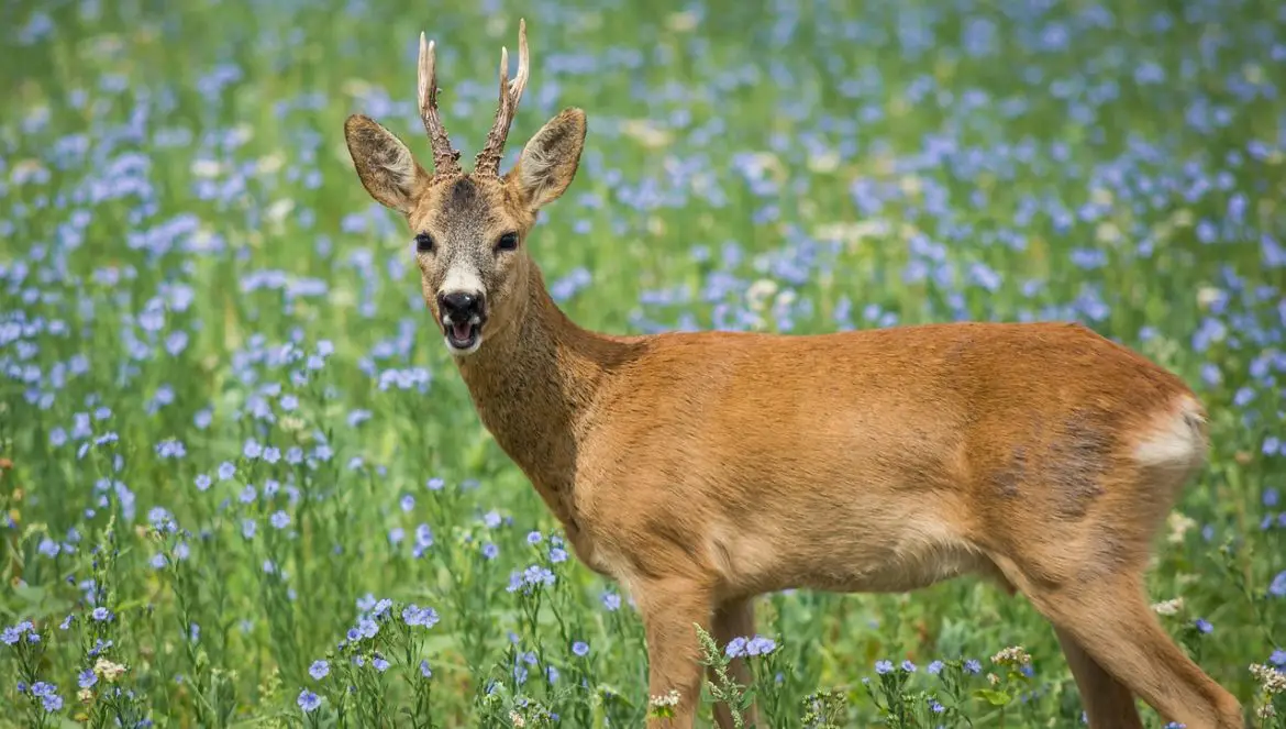 Darum machen Rehe Gräusche wie bellende Hunde