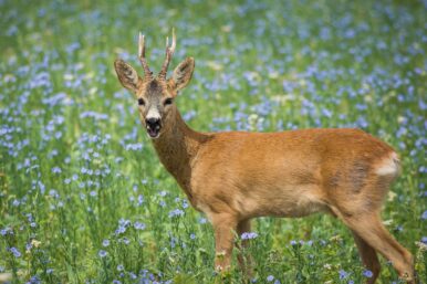 Darum bellen Rehe wie Hunde