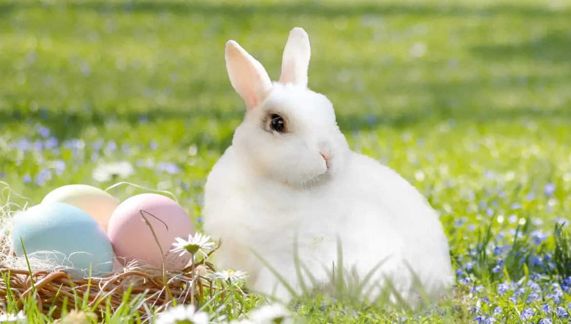 Warum es den Osterhasen gibt erklärt