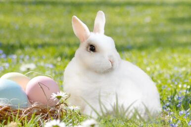 Warum es den Osterhasen gibt erklärt