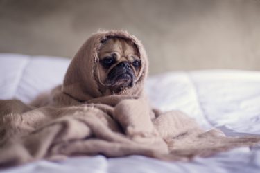 Heimschläfer schlafen Nachts nur zu Hause