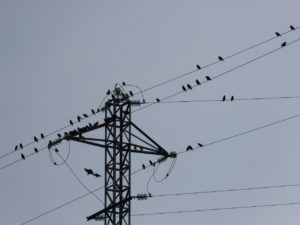 Ganzer Vogelschwarm verweilt auf Stromleitung