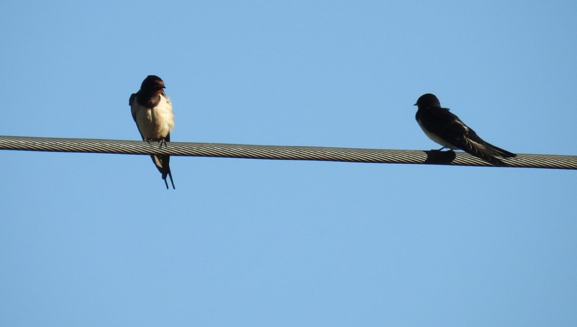 Warum Vögel auf Stromleitungen sitzen können erklärt