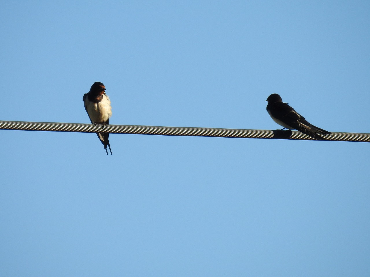 Warum können Vögel auf Stromleitungen sitzen? einfach erklärt Warum können Vögel auf Stromleitungen sitzen? einfach erklärt