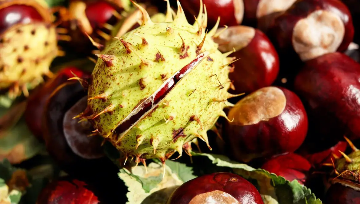 Warum die Kastanien vom Kastanienbaum fallen erklärt