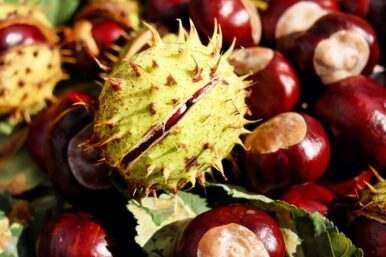 Warum die Kastanien vom Kastanienbaum fallen erklärt