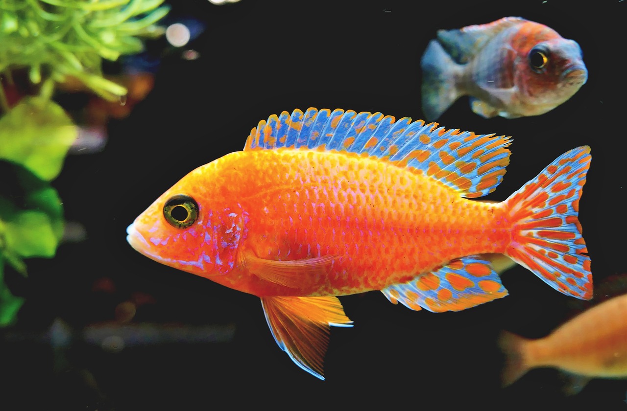 Viele fische online-dating