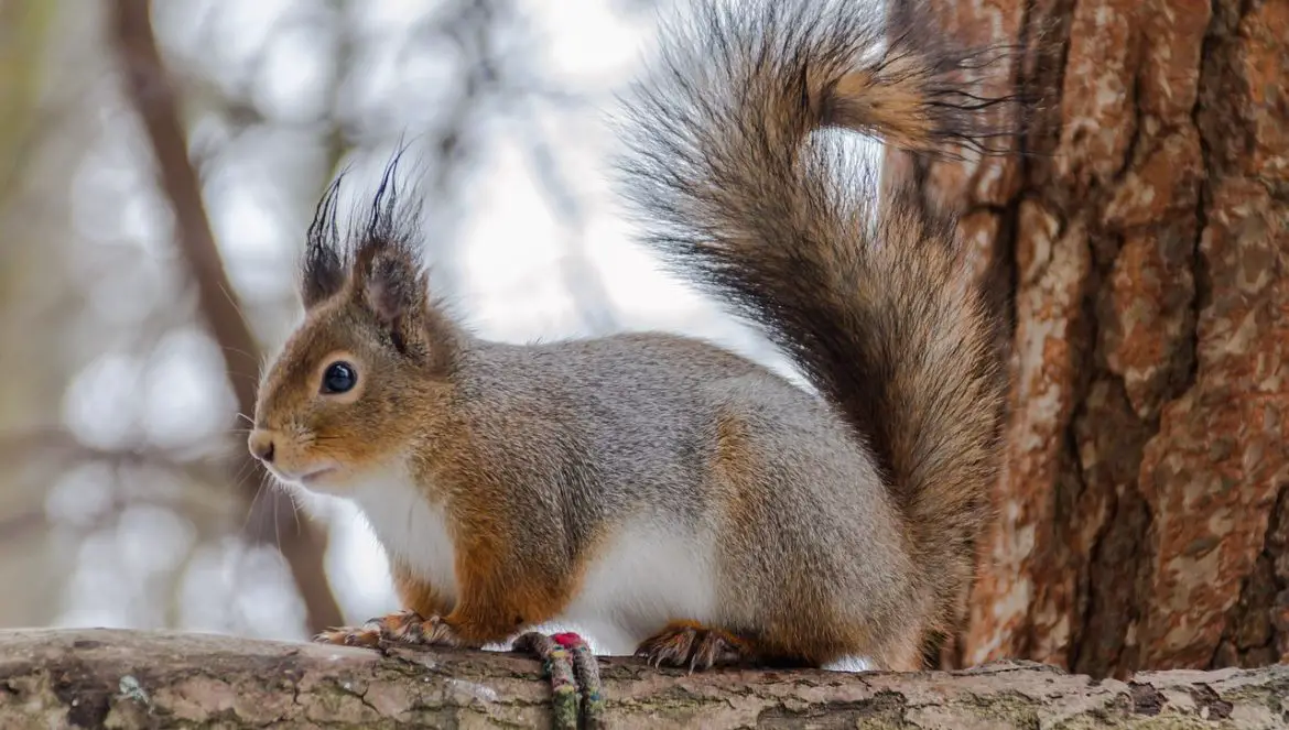 Warum Eichhörnchen in einem Kobel leben erklärt