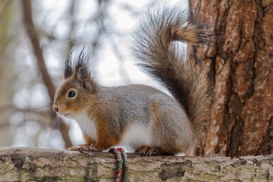 Warum Eichhörnchen in einem Kobel leben erklärt