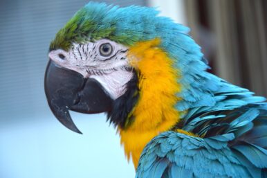 Warum Papageien sprechen können erklärt
