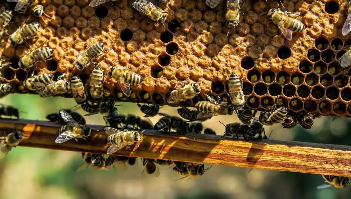 Warum Bienen nach dem Stechen sterben erklärt