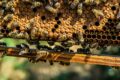 Warum sterben Bienen nach dem Stechen?