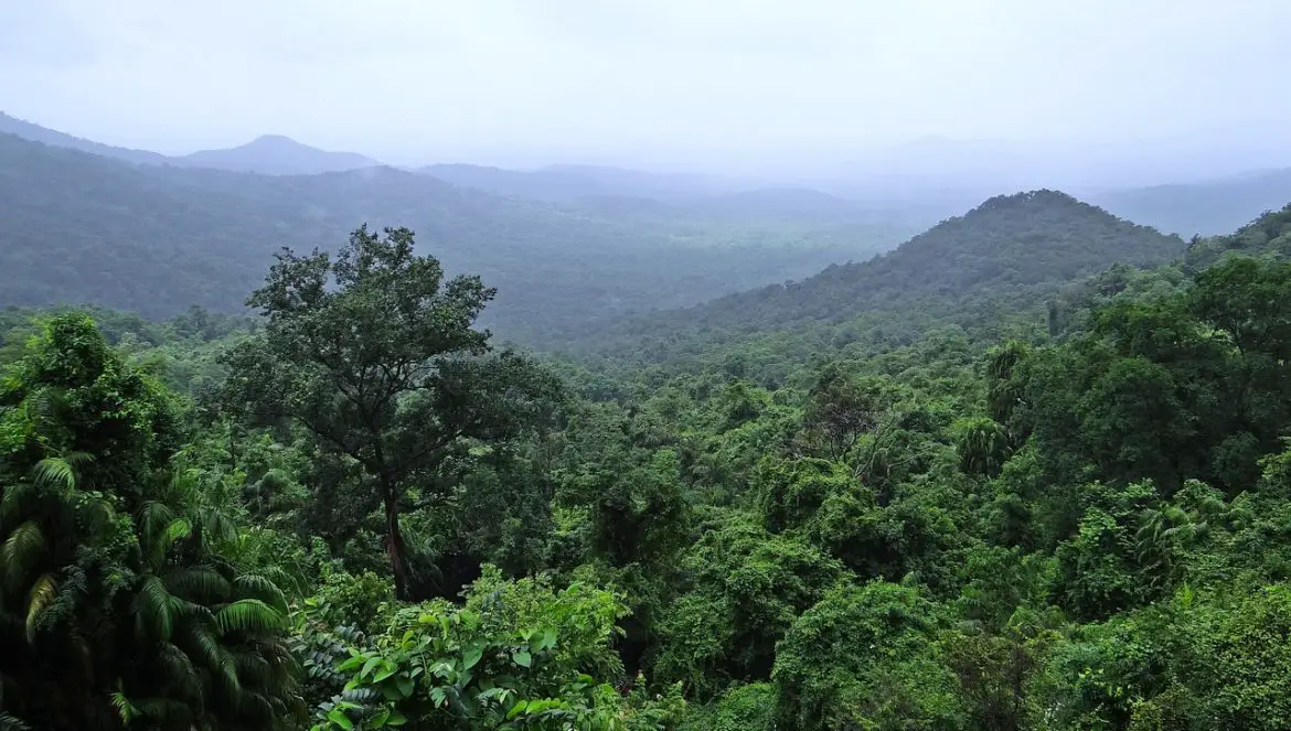 Ursachen und Folgen warum der Regenwald abgeholzt wird