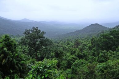 Ursachen und Folgen warum der Regenwald abgeholzt wird