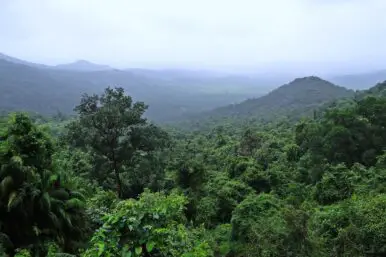 Ursachen und Folgen warum der Regenwald abgeholzt wird