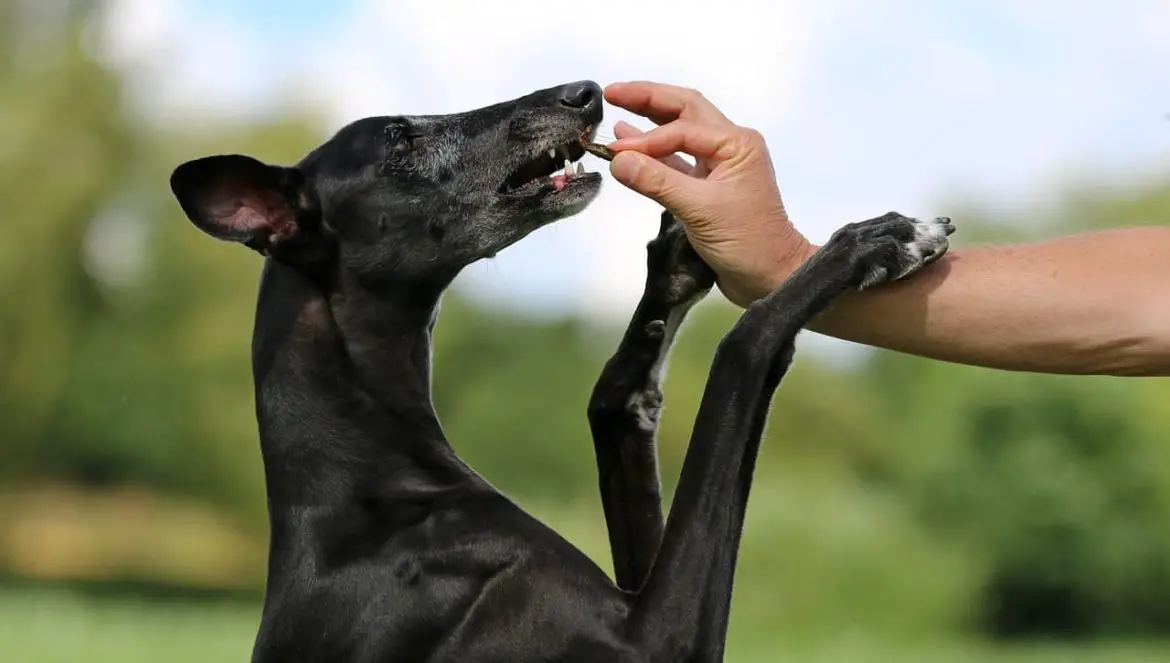 Die Erklärung warum Hunde keine Schokolade essen dürfen