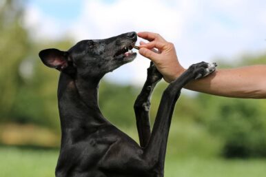 Die Erklärung warum Hunde keine Schokolade essen dürfen