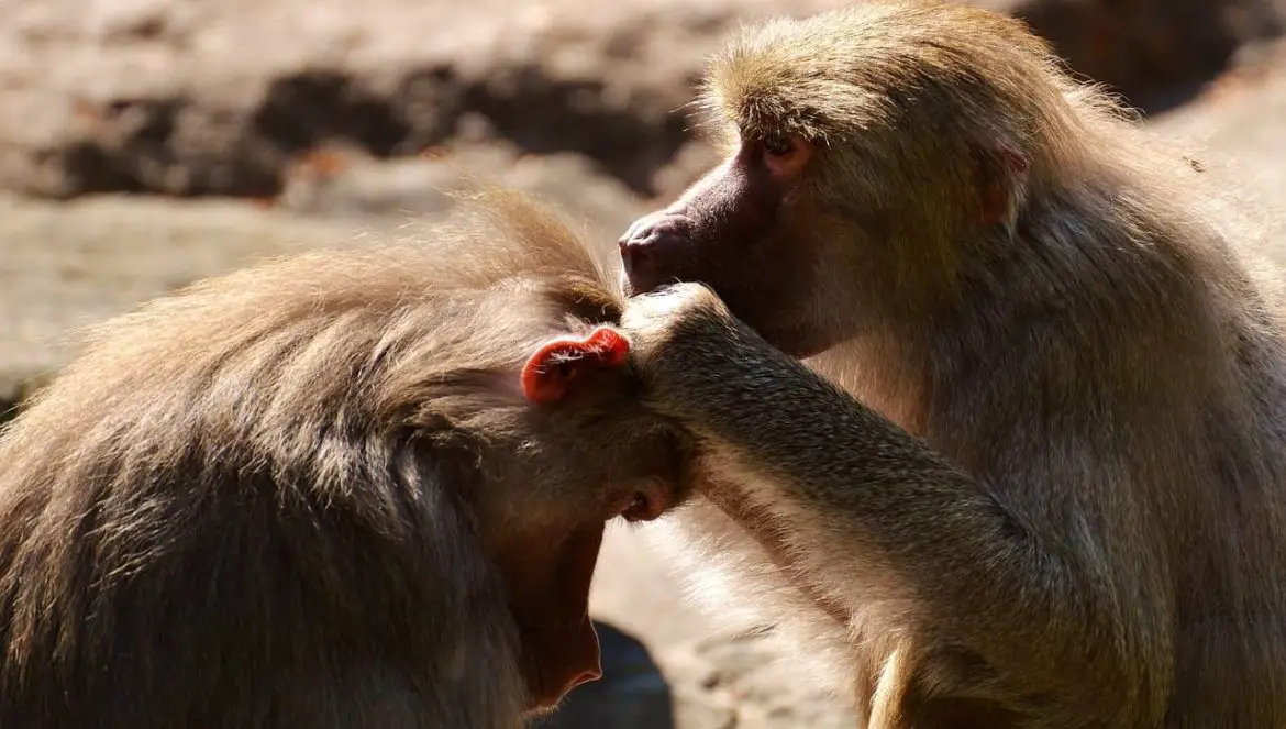 Die Antwort auf die Frage warum Affen gegenseitig ihr Fell untersuchen