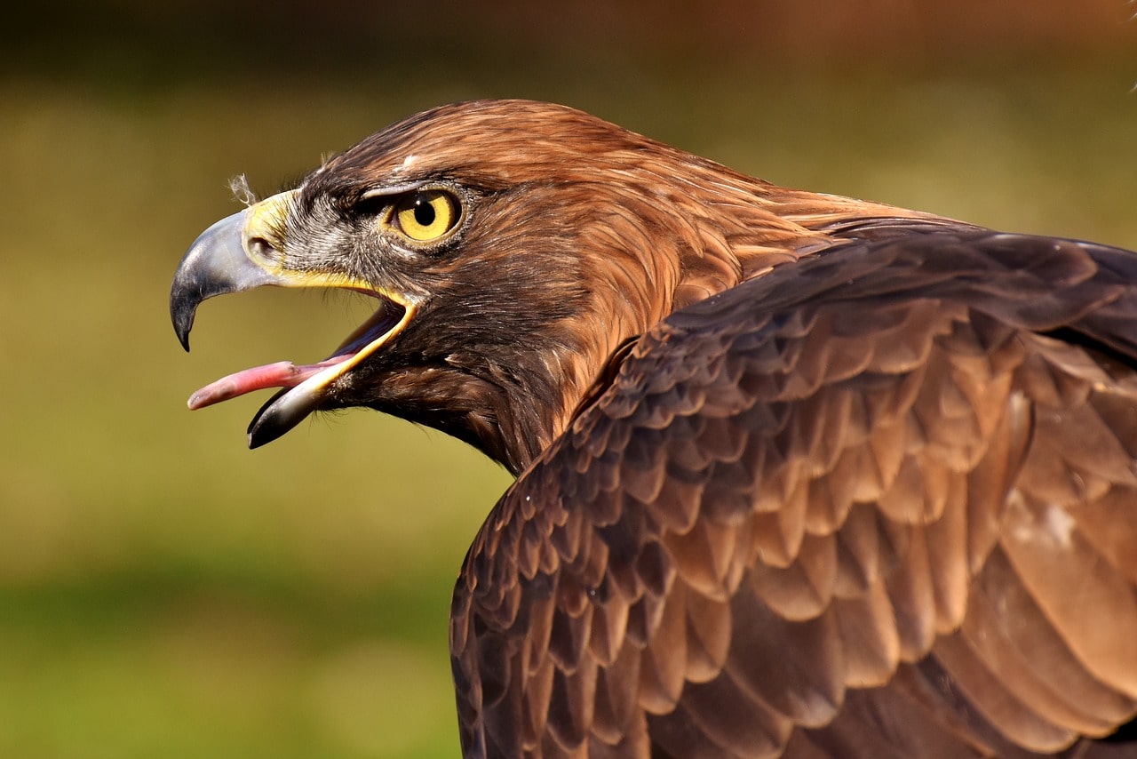 Adler