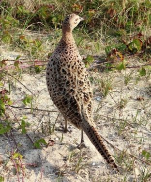 Fasan-Weibchen in der Natur