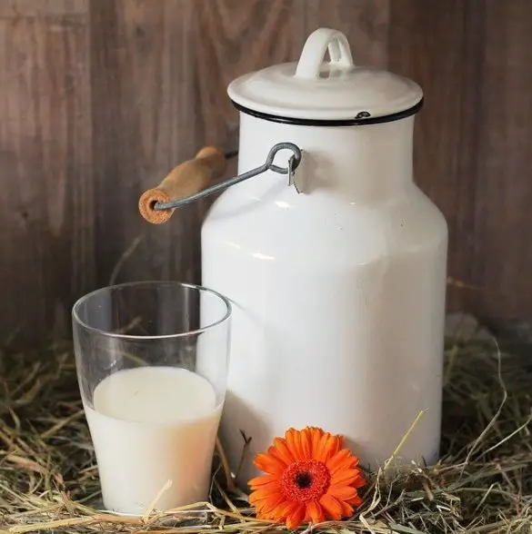 Wie Viele Kalorien Hat Ein Glas Milch Warum geben Kühe Milch? - Bedeutung der Kuhmilch für Tier & Mensch