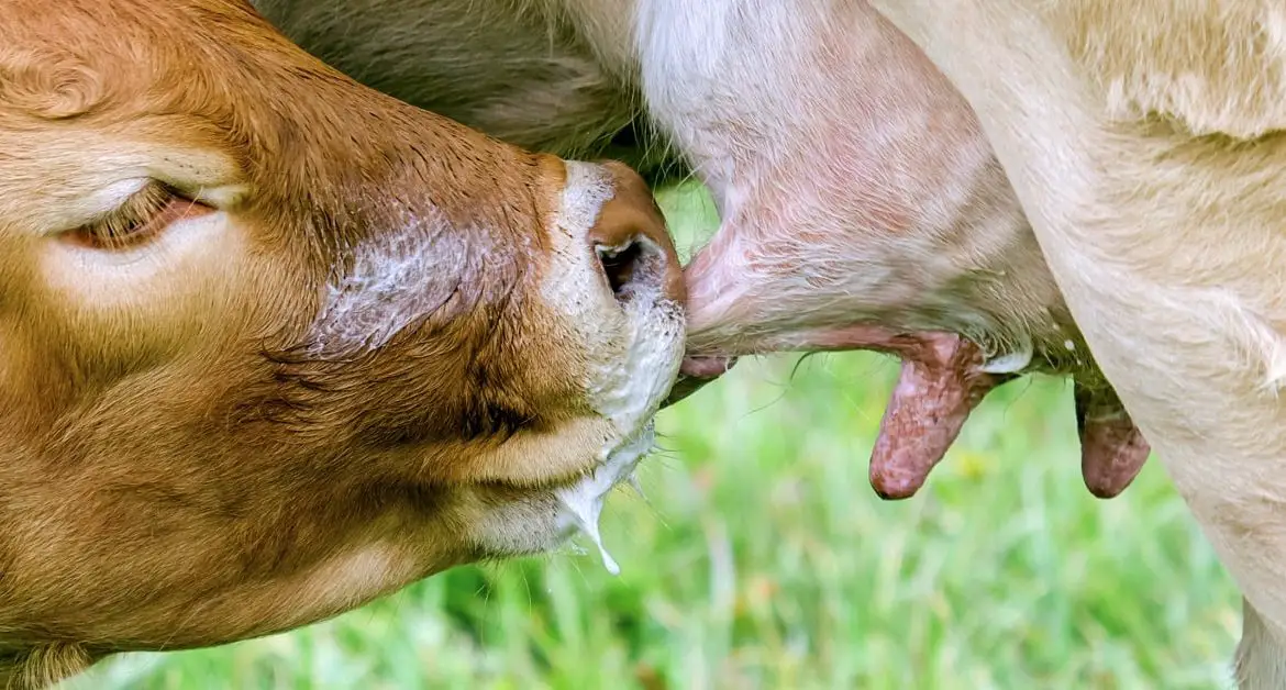 Warum Kühe Milch geben erklärt