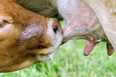 Warum Kühe Milch geben erklärt