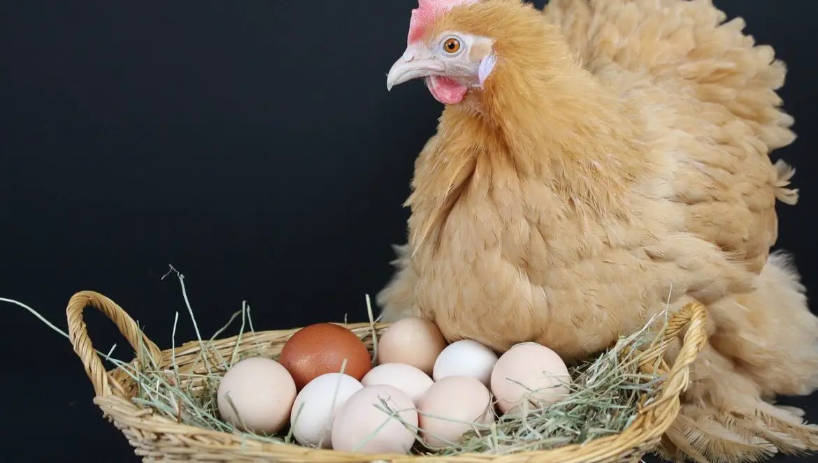Warum Hühner Eier legen erklärt