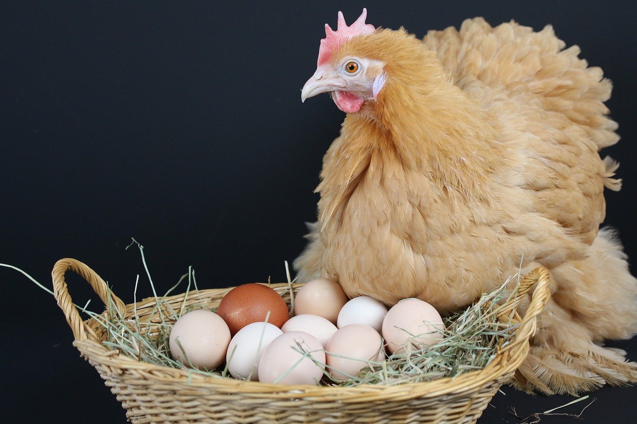 Warum Legen Hühner Ei