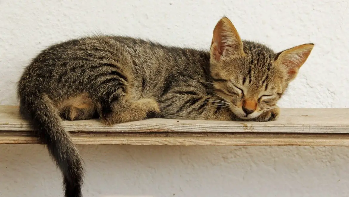 Warum schlafen Katzen so viel?