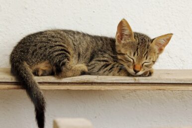 Warum schlafen Katzen so viel?