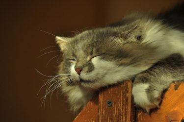 Eine schlafende Katze