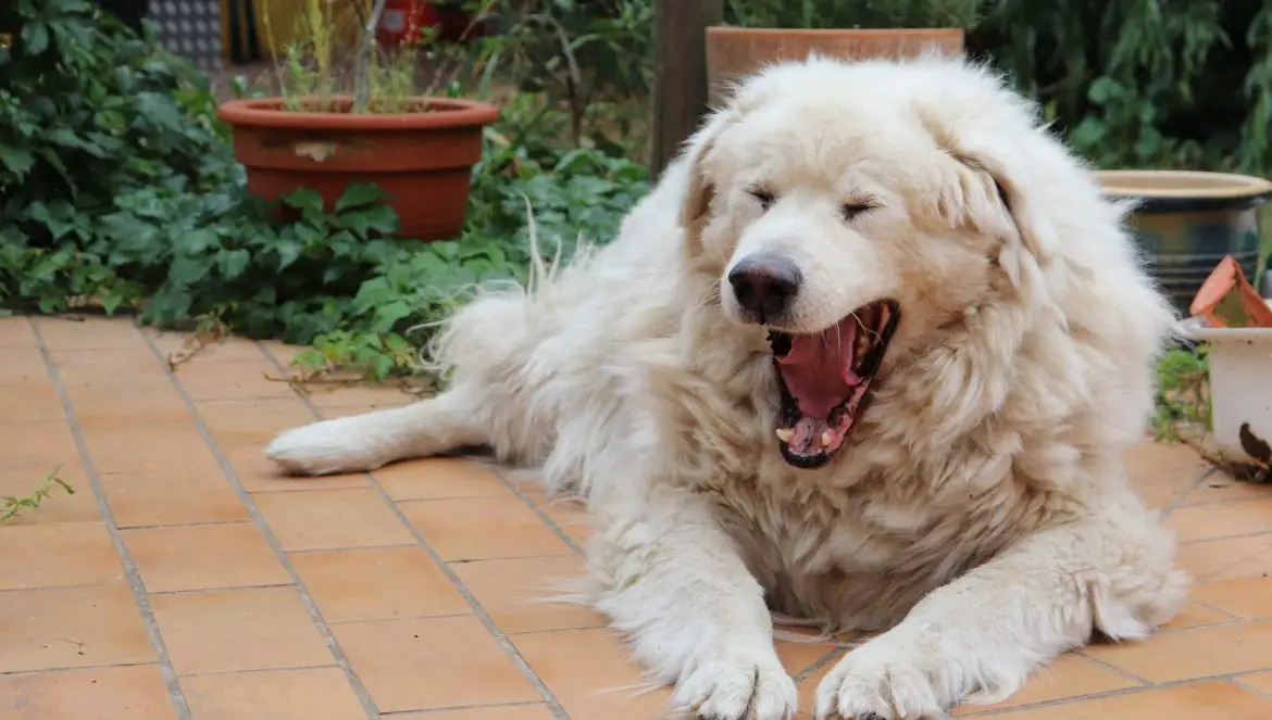 Warum Hunde gähnen erklärt